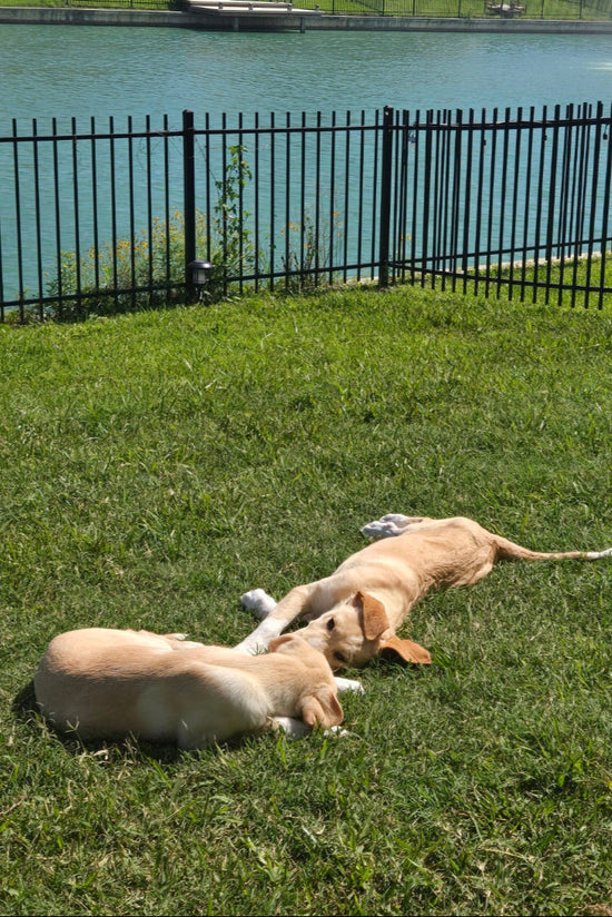 Two dogs playing on a grassy area with a building and fence in the background.