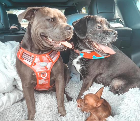 Two larger dogs and a smaller dog sitting in a car with a fluffy white blanket.