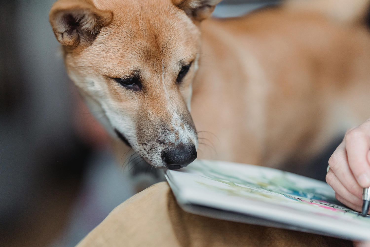 Dog looking at a tablet held by a person